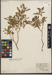 Foto von Salix purpurea L.